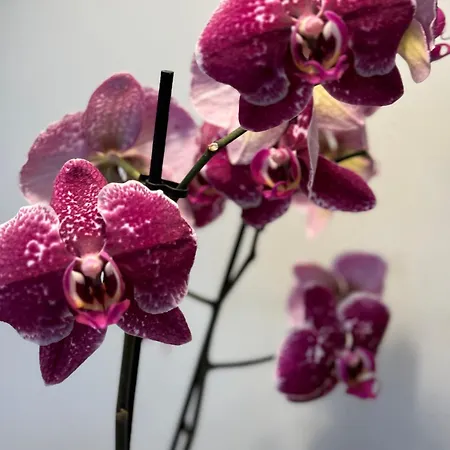 Décor Canal House Bed & Breakfast Amsterdam
