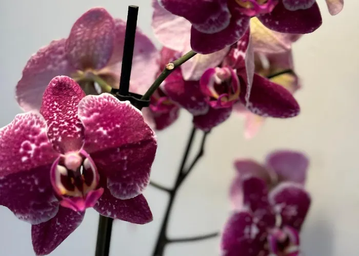 Decor Canal House לינה וארוחת בוקר אמסטרדם